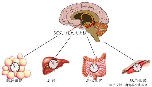 v2-ddda8f91c71e311ae10e19427d78a177_b.jpg
